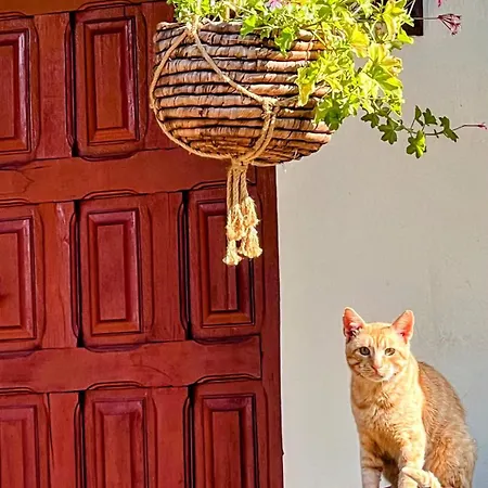 Mojo
